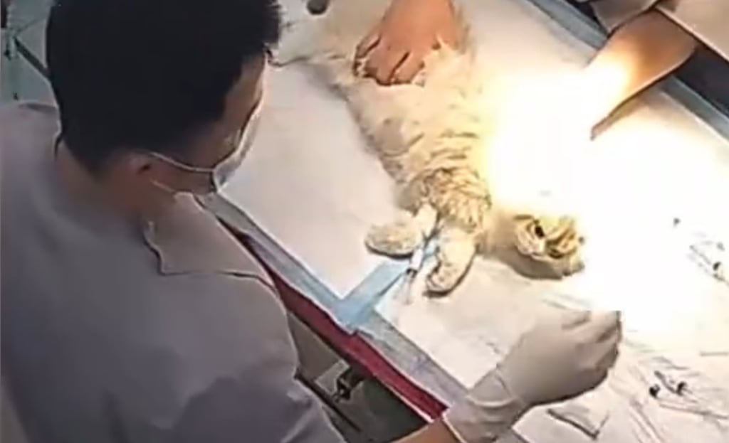 Kuankuan the kitten lies on the operating table of the pet hospital. Photo: Baidu Kuankuan the kitten lies on the operating table of the pet hospital. Photo: Baidu