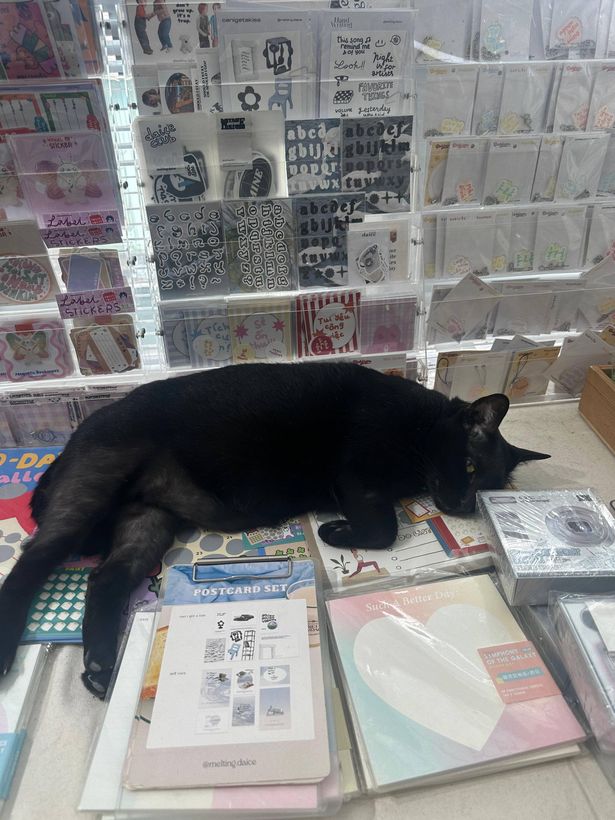 Alysha Pyrgotis, 27, was left vomiting and with 'extreme diarrhoea' after catching typhoid on the remote Indonesian party island of Gili Trawangan in June this year