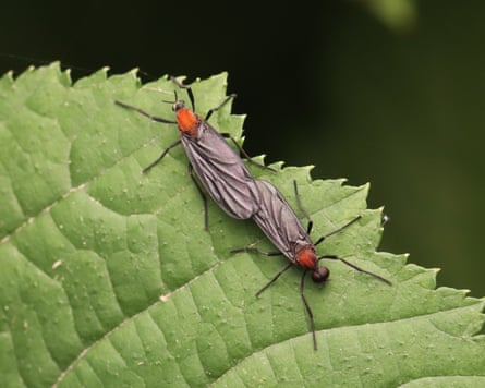 Lovebugs mating on a leaf