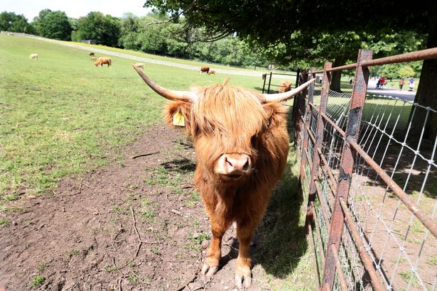Highland cattle among the animals that call Heaton Park home
