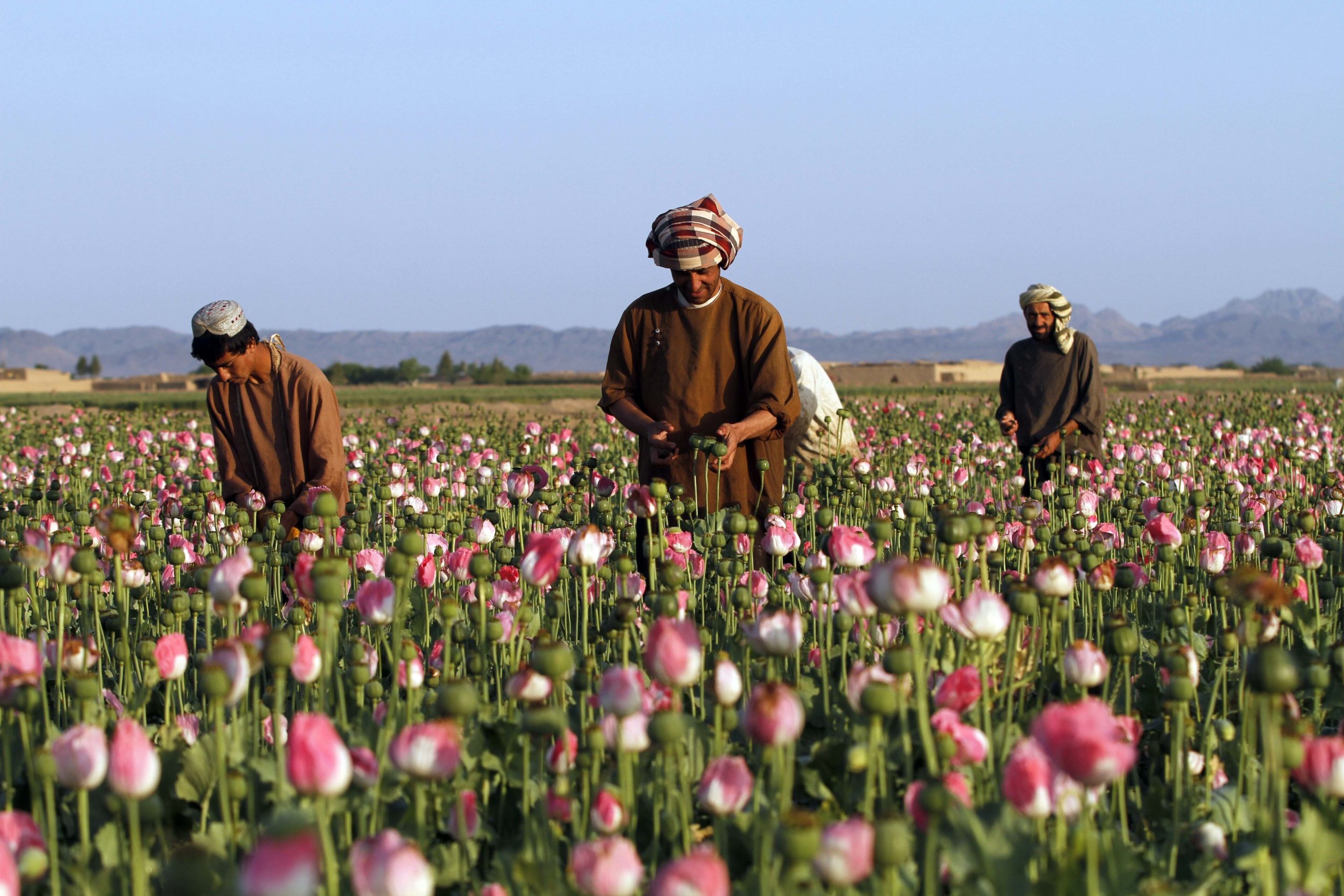 Opium poppy fields in Afghanistan have been banned by the Taliban