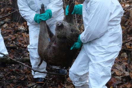 A dead boar is carried between two people in white hazmat suits in a forest