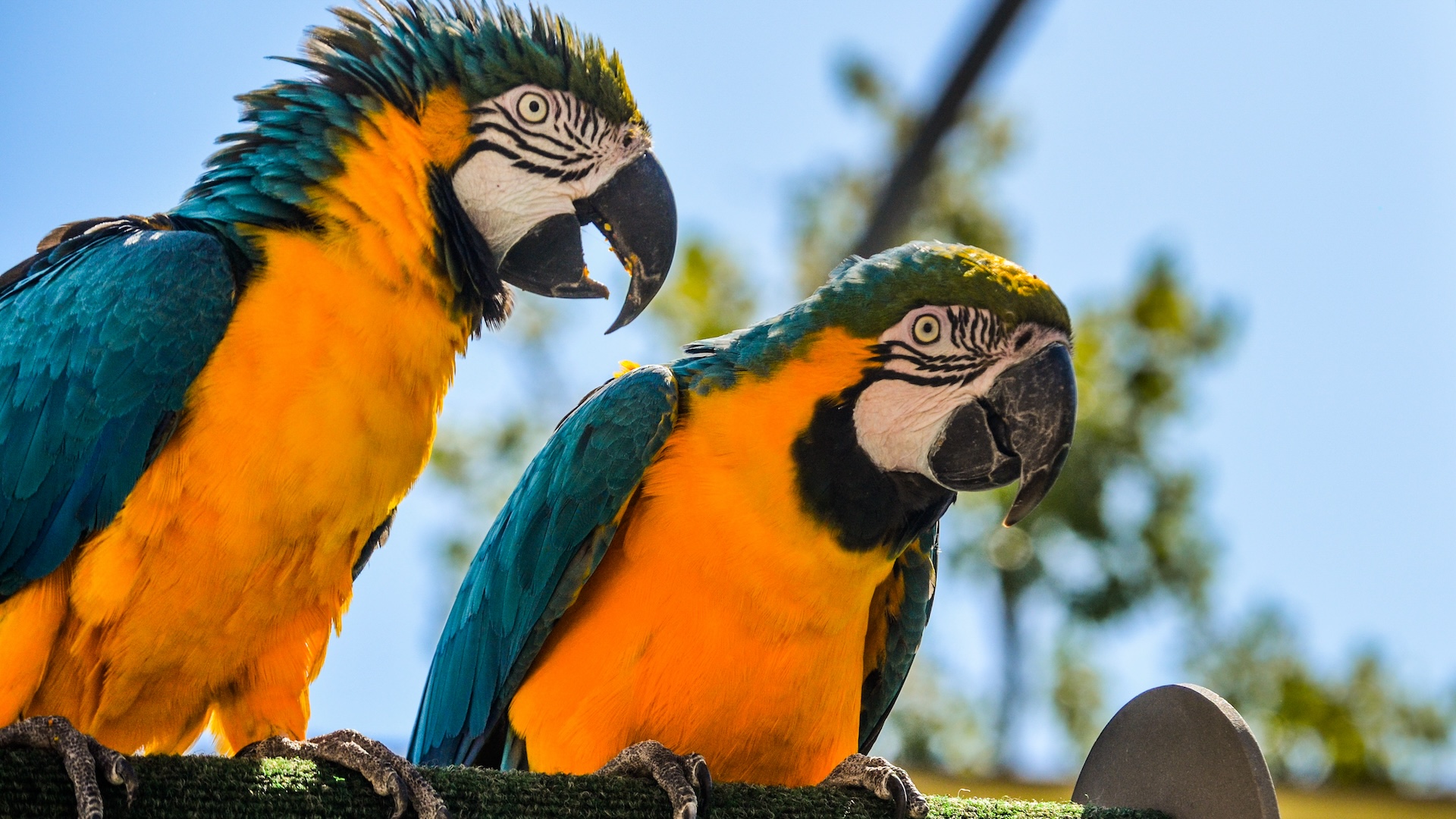 Two colorful parrots perched on a branch