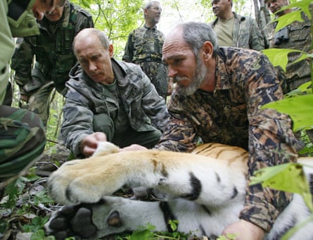 Vladimir Putin and another man crouch next to a sedated tiger on a forest floor