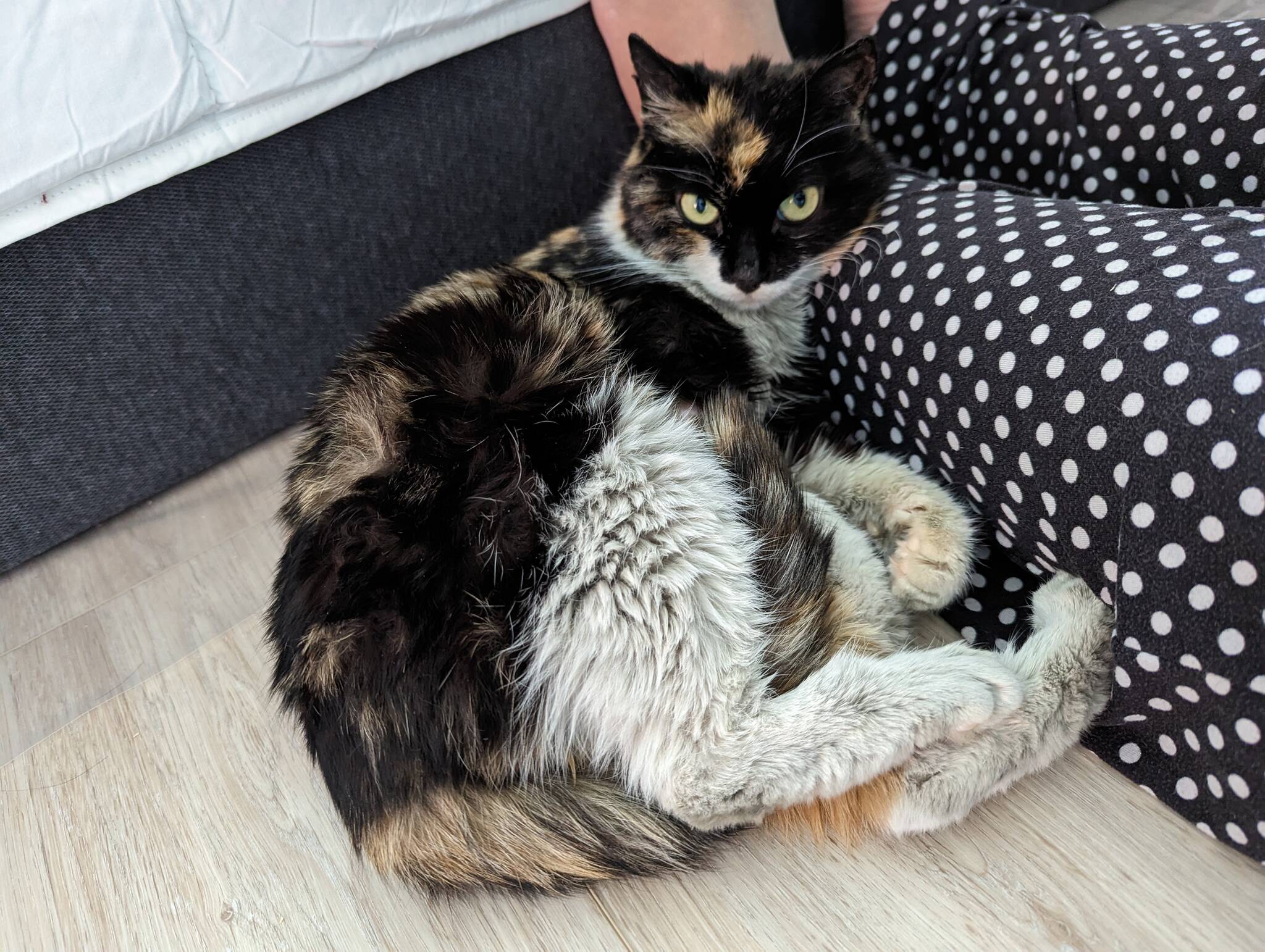 BC SPCA say a cat was recently found by Canadian Border Service Agency officers at Vancouver International Mail Centre in Richmond in a box that had travelled from China. Precious Cargo, as she was named by BC SPCA, is now in a foster home waiting to be adopted officially. (BC SPCA)