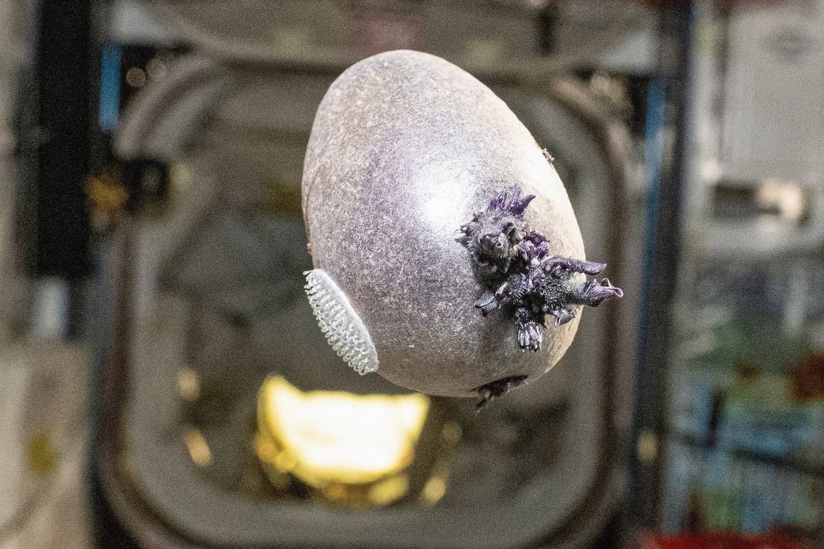 An image depicting an interior view of a spacecraft with an egg-shaped object floating in mid-air, possibly demonstrating a zero-gravity environment. Various equipment and compartments are visible in the background.