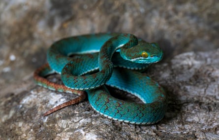 A new species of pit viper was collected during the survey of Phnom Prampi in Battambang.