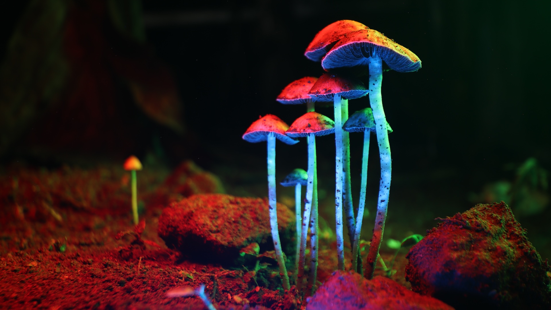 a photo of mushrooms with rainbow lighting