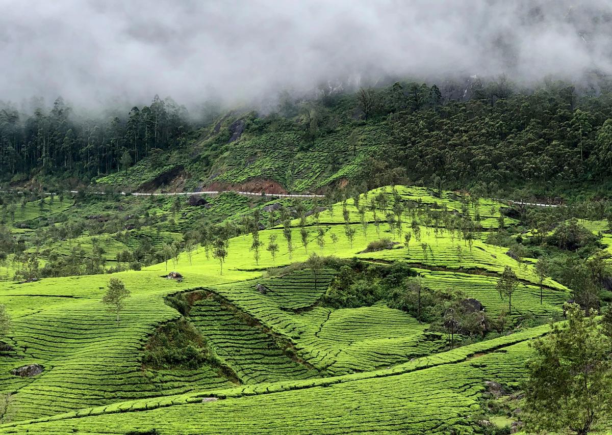 Foreign tourist arrivals in Kerala peaked at 11.89 lakh in 2019, but momentum collapsed after the pandemic struck. The photo shows a tea estate in Munnar, a major tourism destination. Foreign tourist arrivals in Kerala peaked at 11.89 lakh in 2019, but momentum collapsed after the pandemic struck. The photo shows a tea estate in Munnar, a major tourism destination.