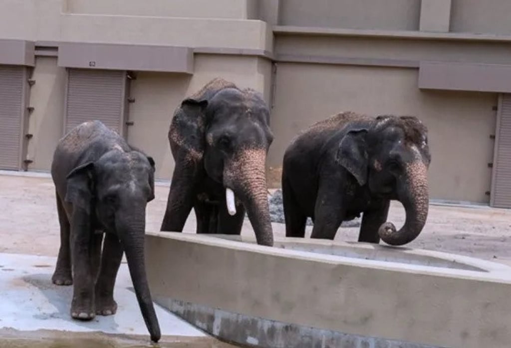Amoi, Kelat and Dara drink from a concrete pool at the Elephants at the Tennoji Zoo. Photo: Threads/cutehanxyu Amoi, Kelat and Dara drink from a concrete pool at the Elephants at the Tennoji Zoo. Photo: Threads/cutehanxyu