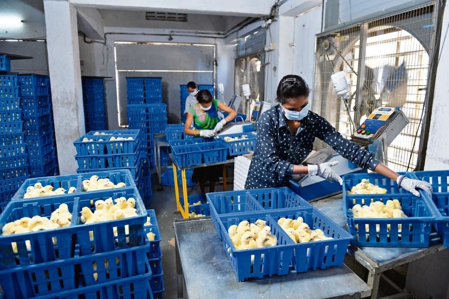 Workers at a hatchery in Dahanu, Maharashtra, put newborn chicks in a basket to be transported to poultry farms for rearing. Workers at a hatchery in Dahanu, Maharashtra, put newborn chicks in a basket to be transported to poultry farms for rearing.