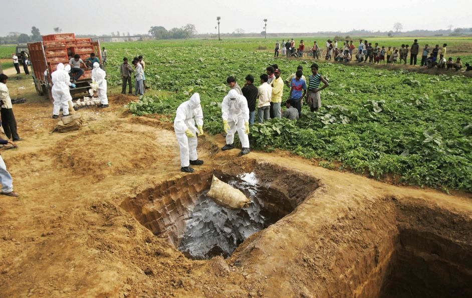 Hundreds of thousands of chicken in West Bengal had to be buried during an outbreak of bird flu in 2008. Similar burials have restarted as some farmers seek to get rid of their unsold bird stock. Hundreds of thousands of chicken in West Bengal had to be buried during an outbreak of bird flu in 2008. Similar burials have restarted as some farmers seek to get rid of their unsold bird stock.