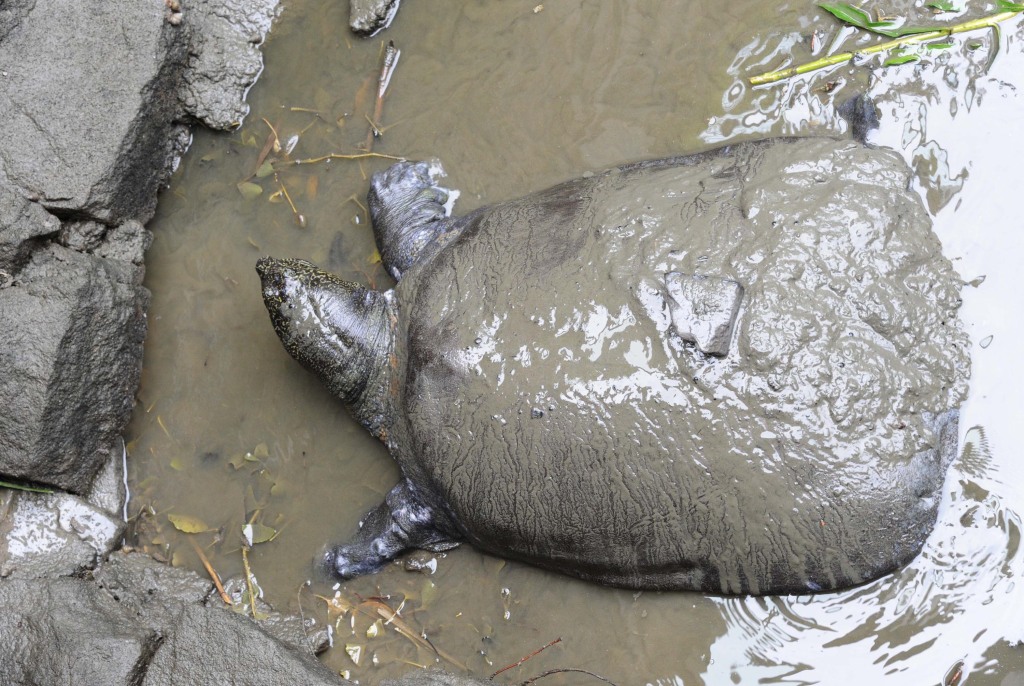 A female Yangtze giant softshell turtle is seen in the mud at Suzhou Zoo on May 6, 2015 in Suzhou, Jiangsu province of China. 