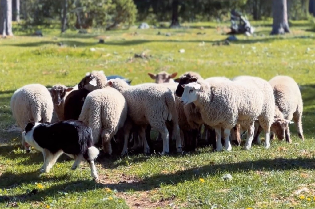 sheep