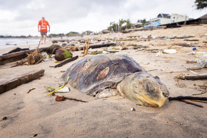 A dead sea turtle lies on a polluted sandy beach, surrounded by debris and trash. In the background, a person in an orange shirt walks near the shoreline with buildings and palm trees visible.