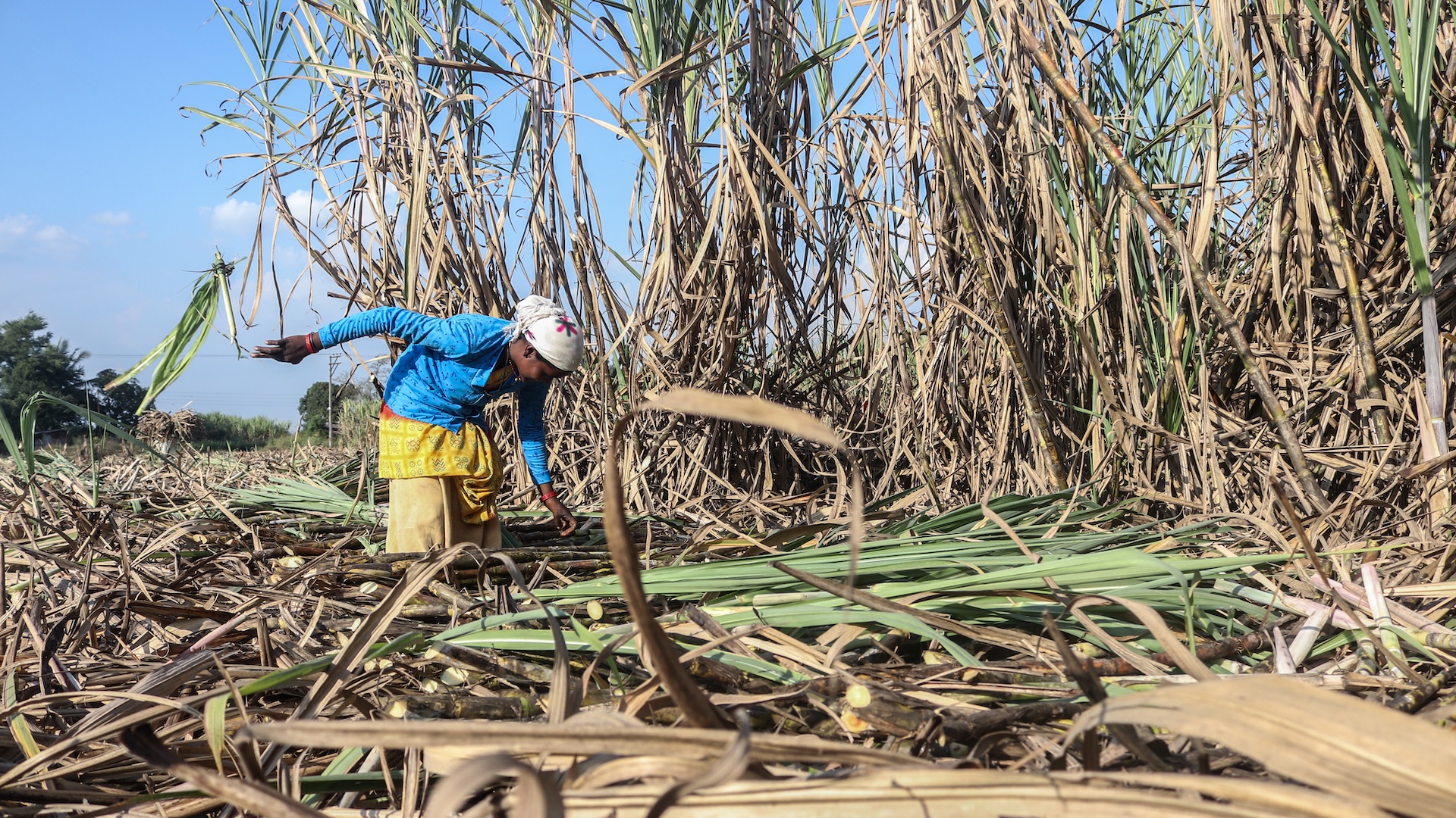 a person bends over to cut sugarcane in a field