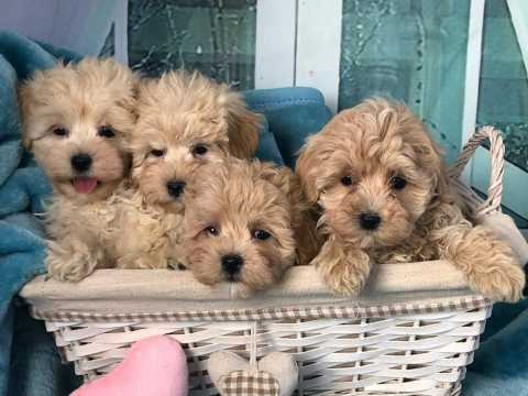 miniature maltipoo for sale