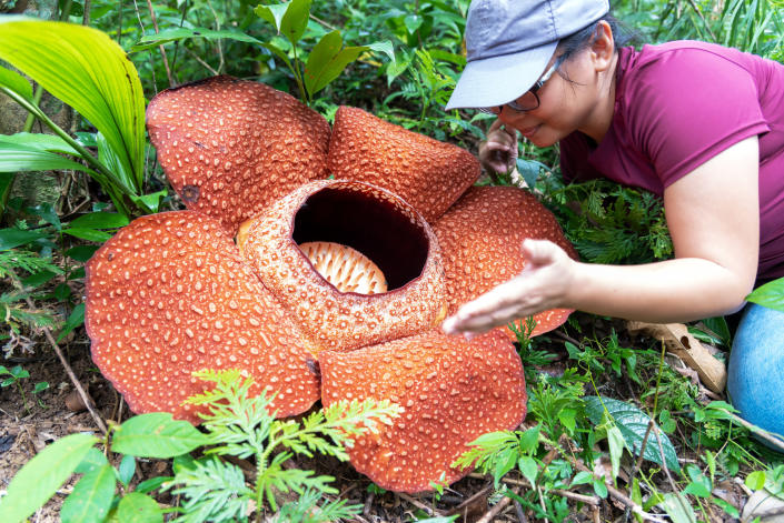 A person kneeling next to a very, very big, five-leaf flower above the ground