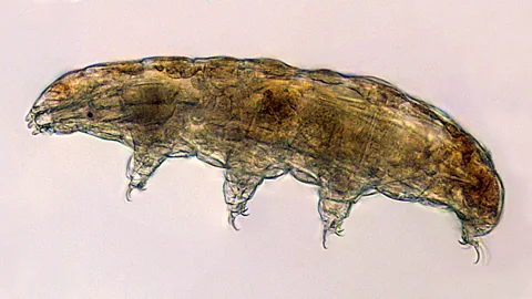 Nasa Tardigrades are extremophiles and can survive in a desiccated state for decades (Credit: Nasa)
