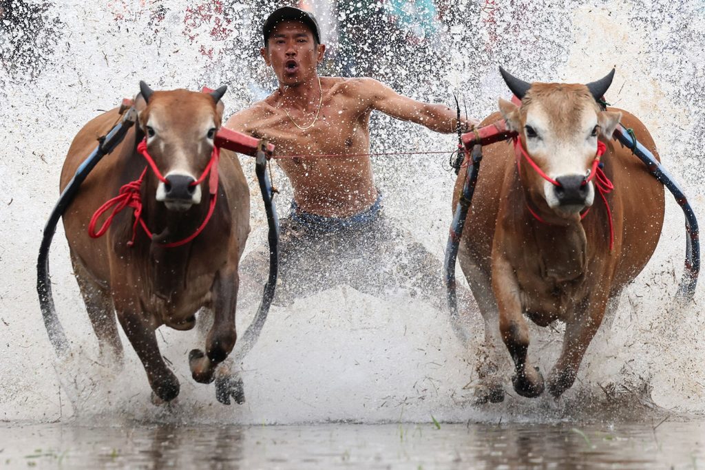 Pacu Jawi bull race in Tanah Datar, West Sumatra province