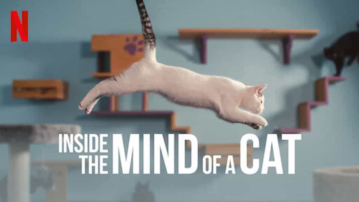 Mind of a cat