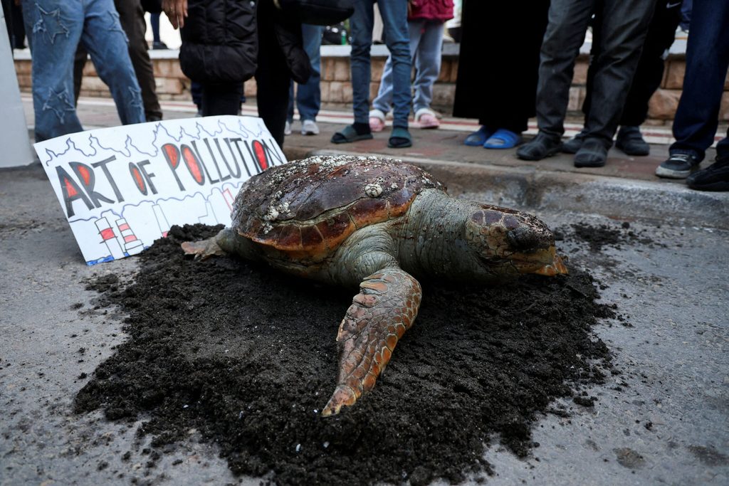 A dead sea turtle is displayed on the ground during a protest, in Gabes