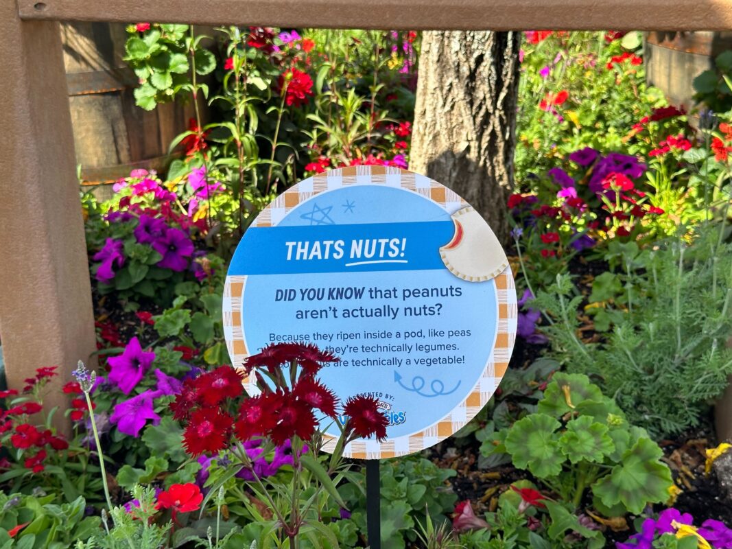 New PB&J Garden Presented by Uncrustables at 2024 EPCOT International Flower & Garden Festival 8 A sign explaining that peanuts aren't really nuts.