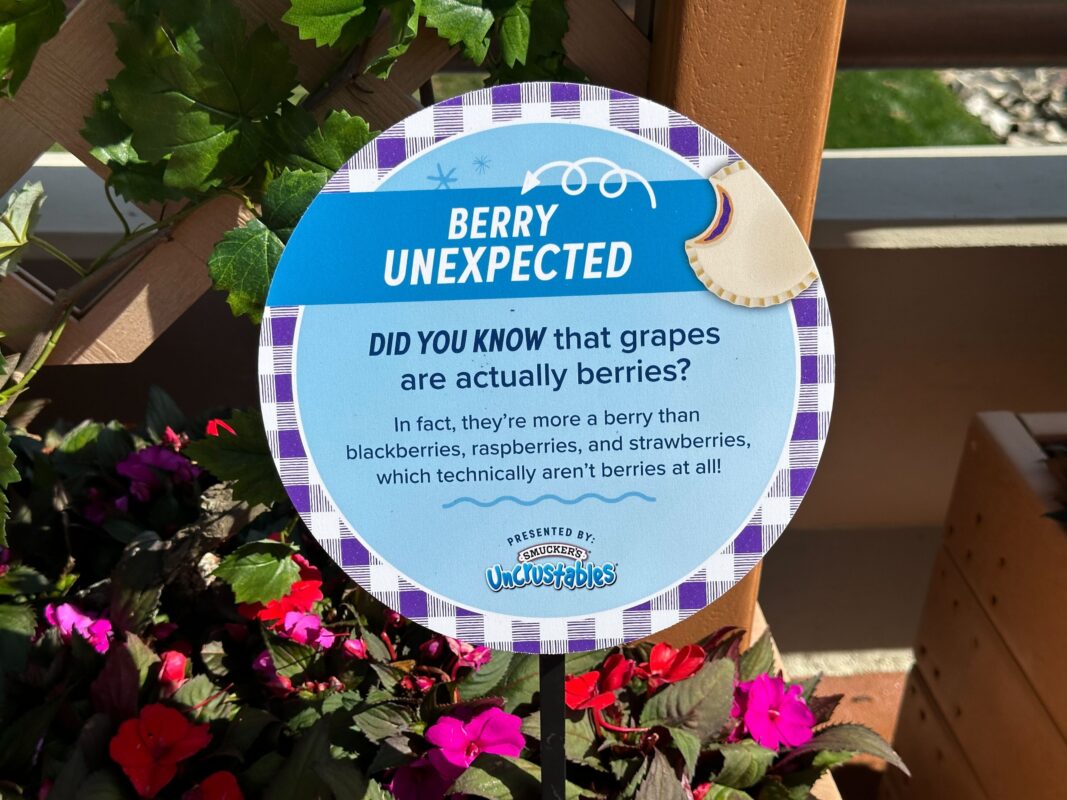 New PB&J Garden Presented by Uncrustables at 2024 EPCOT International Flower & Garden Festival 9 A sign explaining that grapes are actually berries.