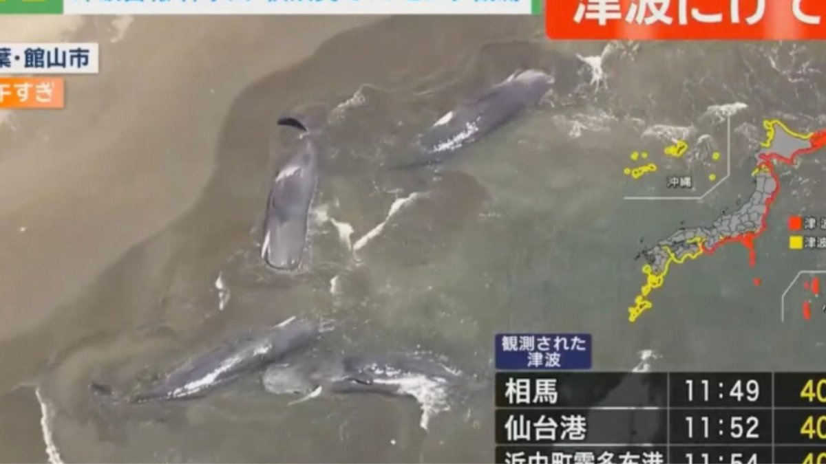 Whales Japan Tsunami