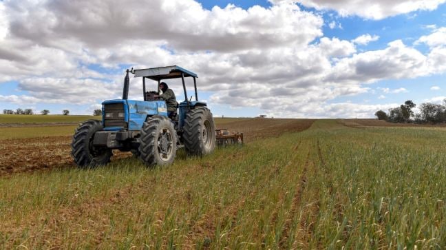 Plant Pandemic is Real How a disease is threatening wheat the worlds most important food crop