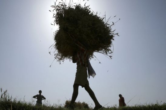 Plant Pandemic is Real How a disease is threatening wheat the worlds most important food crop