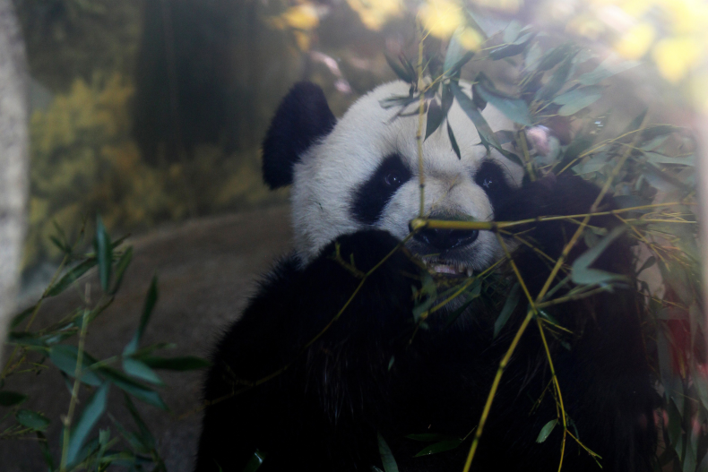Ya Ya Panda Heads Home to Beijing