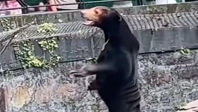 Bear Truth Are the bears in a China zoo actually humans in costumes